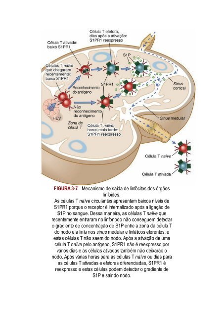 Abbas 8ed - Imunologia Celular e Molecular 