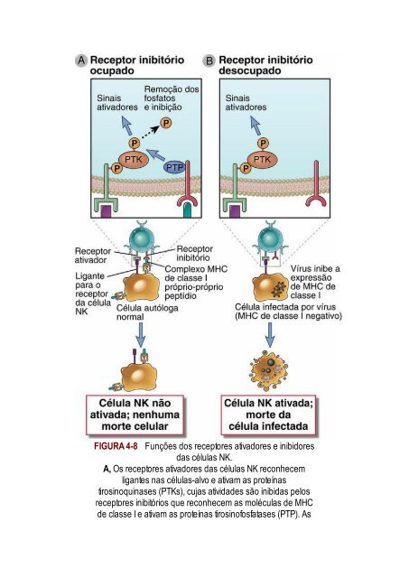 Abbas 8ed - Imunologia Celular e Molecular 