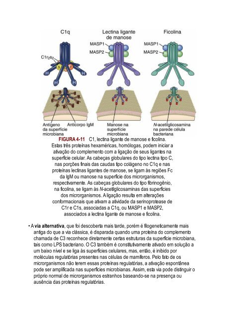 Abbas 8ed - Imunologia Celular e Molecular 