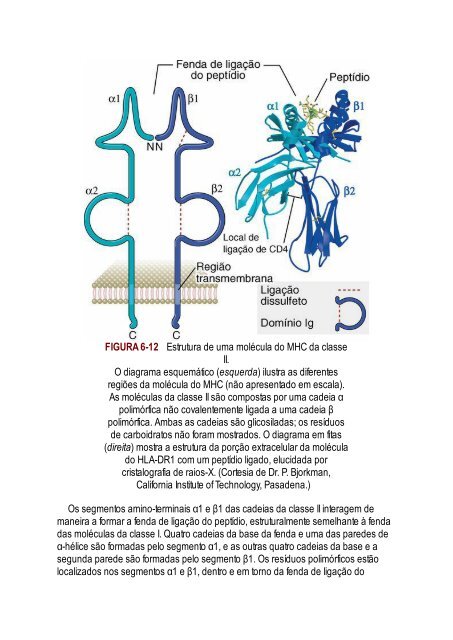 Abbas 8ed - Imunologia Celular e Molecular 