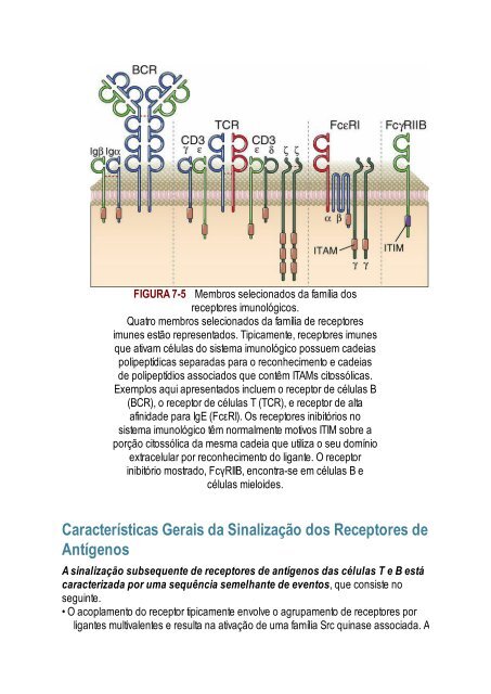 Abbas 8ed - Imunologia Celular e Molecular 