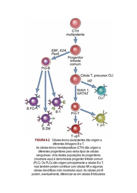 Abbas 8ed - Imunologia Celular e Molecular 