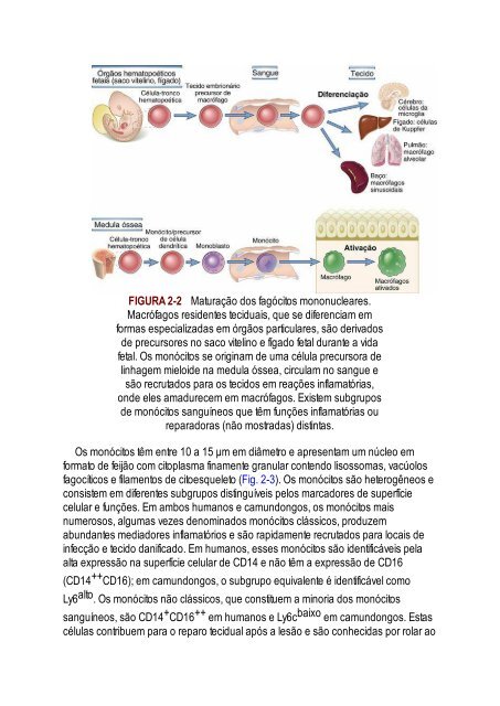 Abbas 8ed - Imunologia Celular e Molecular 