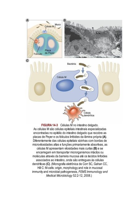 Abbas 8ed - Imunologia Celular e Molecular 