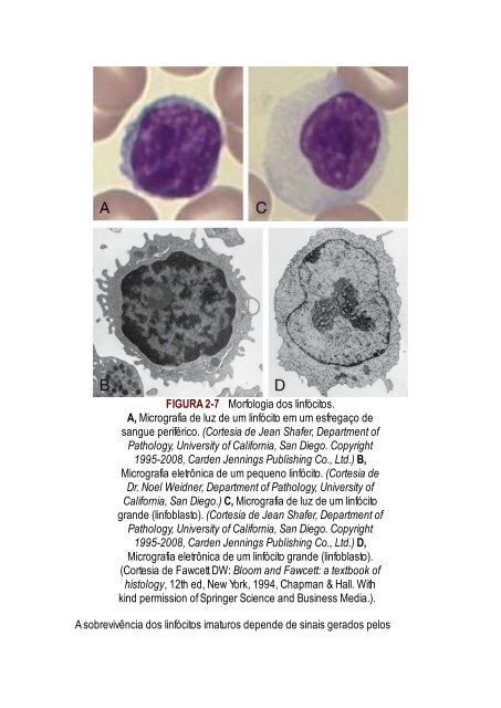 Abbas 8ed - Imunologia Celular e Molecular 