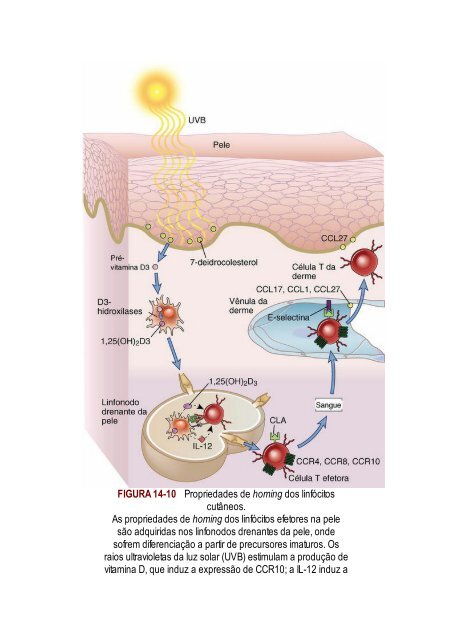 Abbas 8ed - Imunologia Celular e Molecular 