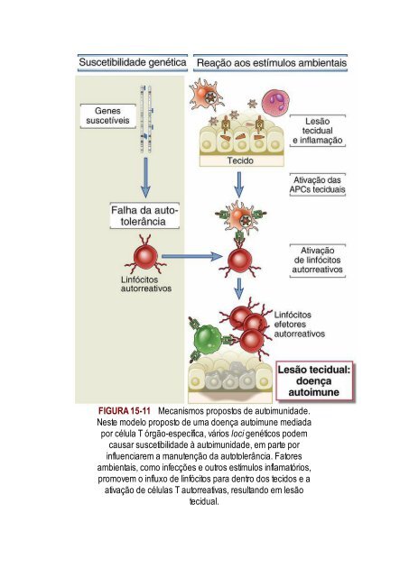 Abbas 8ed - Imunologia Celular e Molecular 