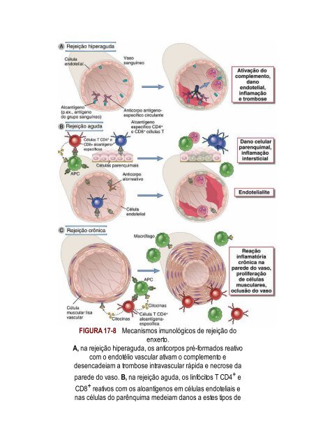 Abbas 8ed - Imunologia Celular e Molecular 