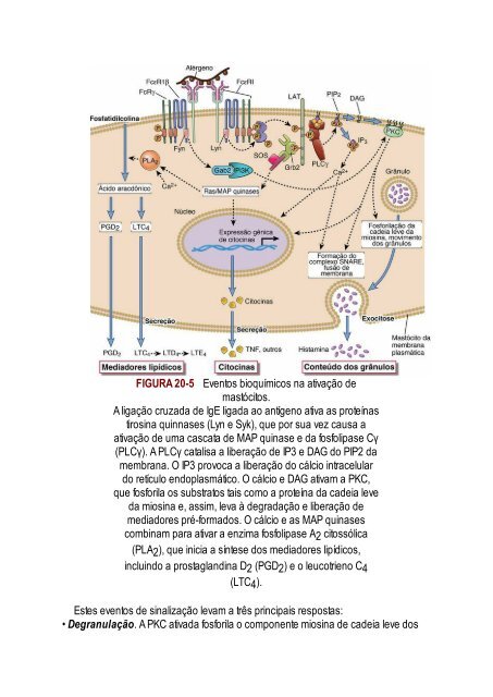 Abbas 8ed - Imunologia Celular e Molecular 