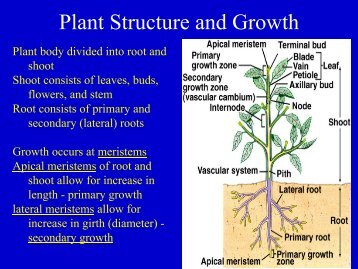 Plant Structure.pdf