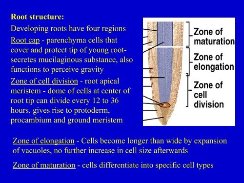 Plant Structure.pdf