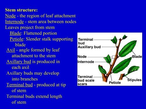 Plant Structure.pdf