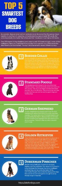Number one hotsell smartest dog breed