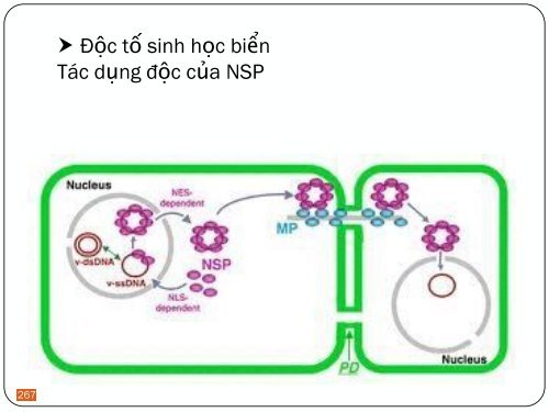 ĐỘC CHẤT THỰC PHẨM  PHẠM THỊ ĐAN PHƯỢNG