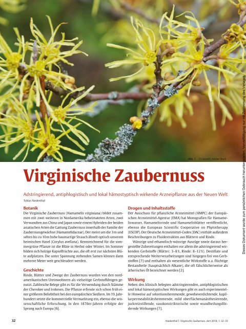 Virginische  Zaubernuss