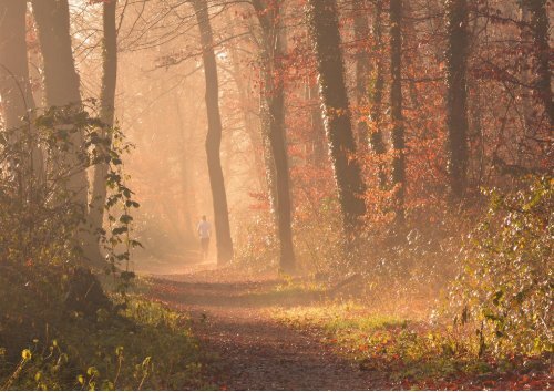 Projektarbeit_Waldliebe