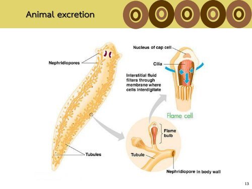 4 Excretory system