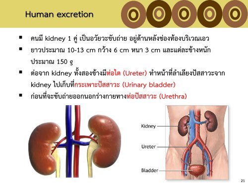 4 Excretory system