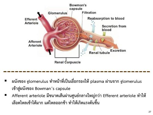 4 Excretory system