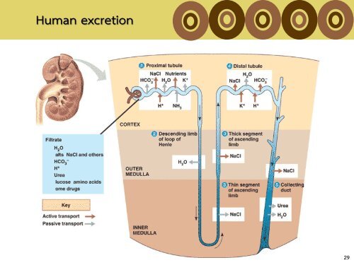 4 Excretory system