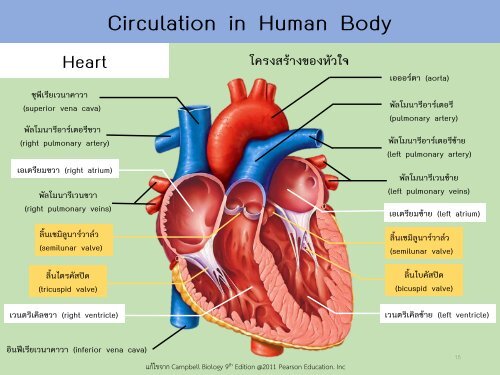 Circulatory system