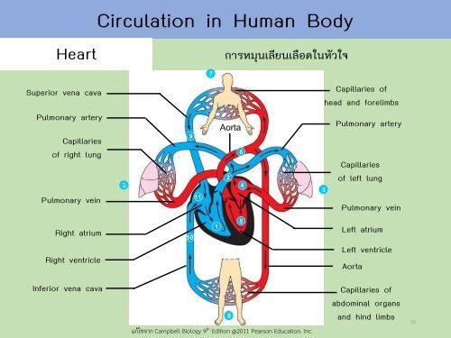 Circulatory system