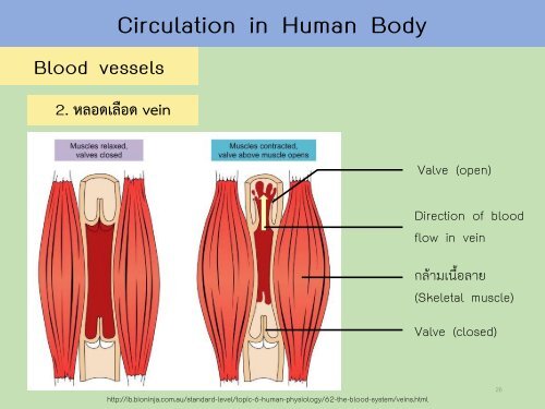 Circulatory system