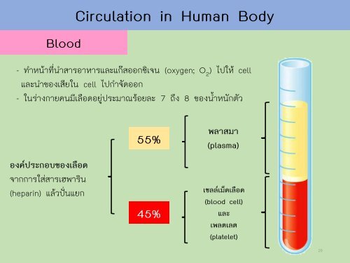 Circulatory system