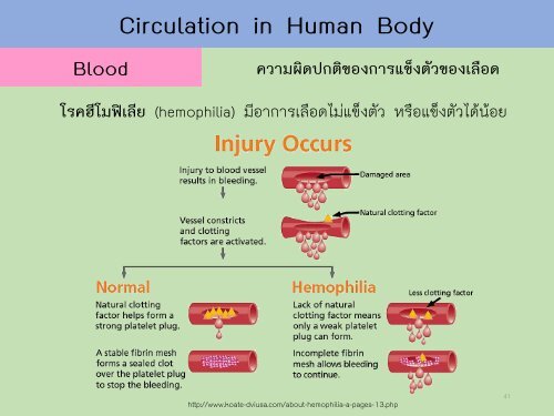 Circulatory system