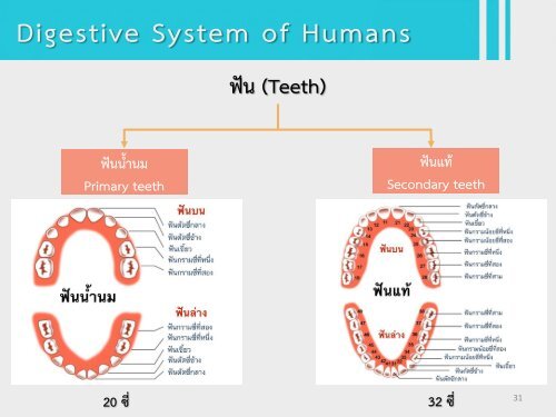 6Bio I Digestive and cellular respiration