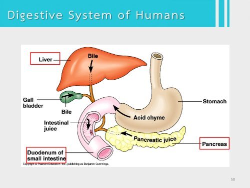 6Bio I Digestive and cellular respiration