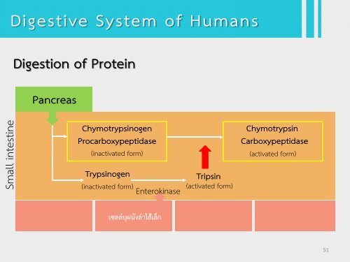 6Bio I Digestive and cellular respiration