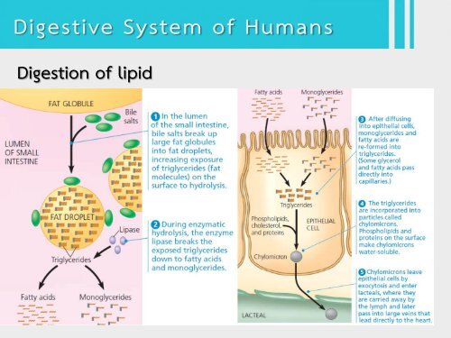 6Bio I Digestive and cellular respiration