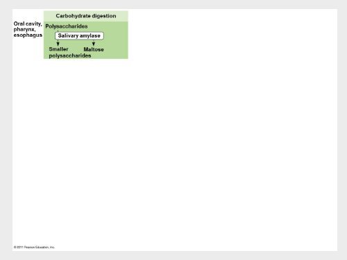 6Bio I Digestive and cellular respiration