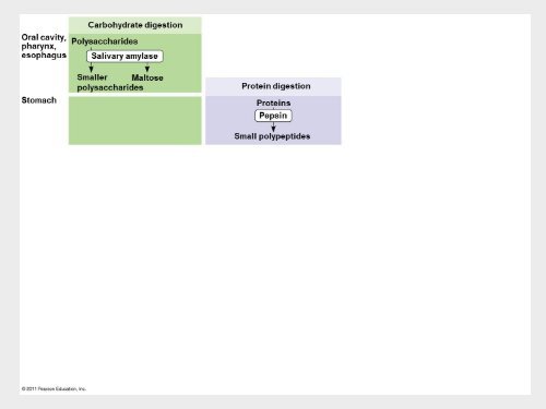 6Bio I Digestive and cellular respiration