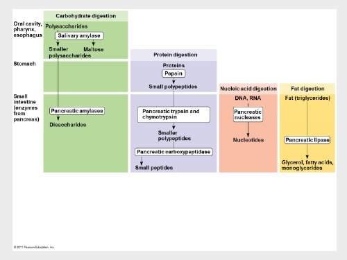 6Bio I Digestive and cellular respiration