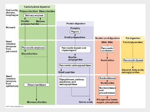 6Bio I Digestive and cellular respiration