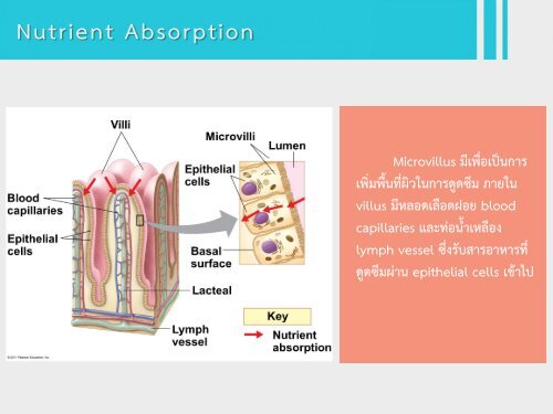 6Bio I Digestive and cellular respiration