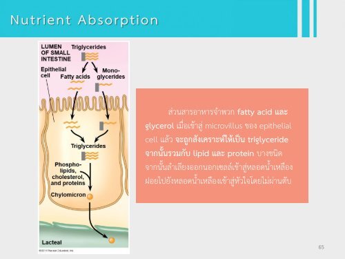 6Bio I Digestive and cellular respiration