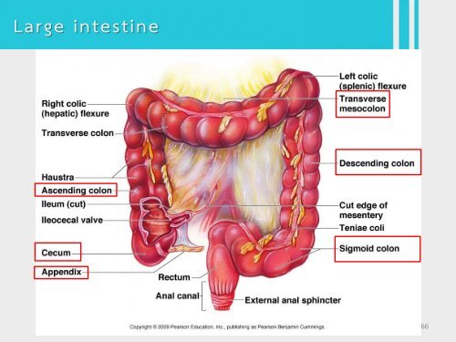 6Bio I Digestive and cellular respiration