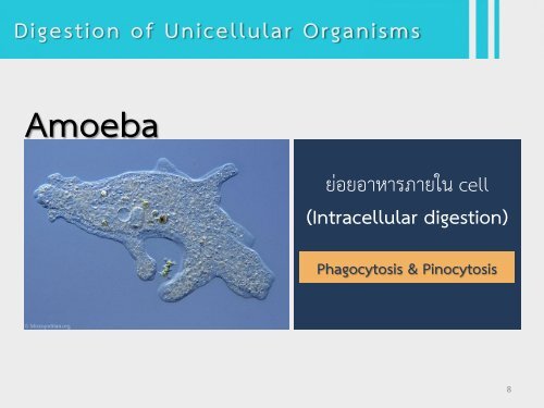 6Bio I Digestive and cellular respiration