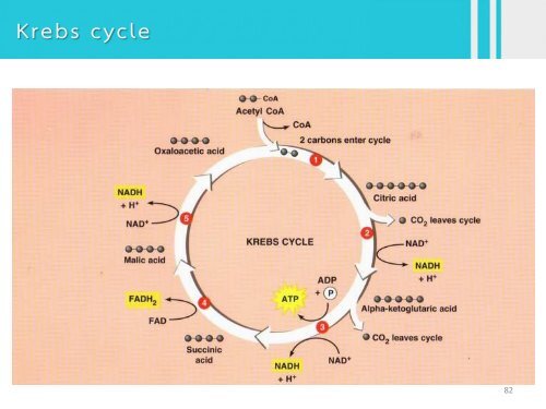 6Bio I Digestive and cellular respiration