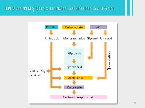 6Bio I Digestive and cellular respiration