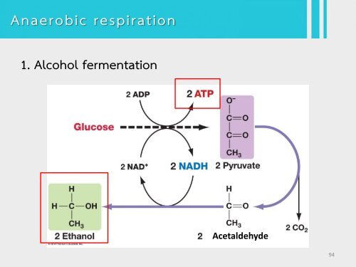 6Bio I Digestive and cellular respiration