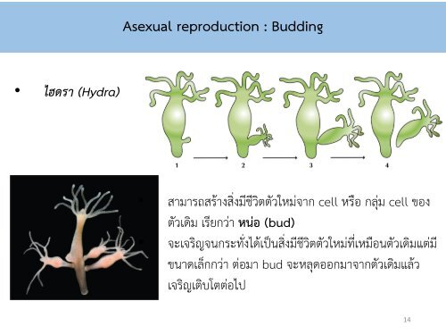 Reproductive system noon