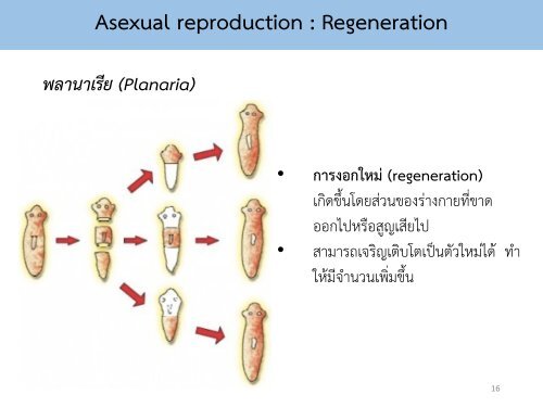 Reproductive system noon