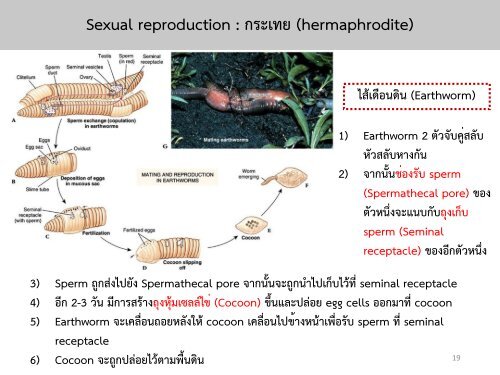 Reproductive system noon