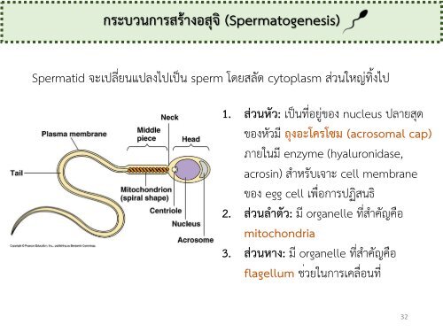 Reproductive system noon