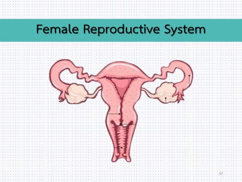 Reproductive system noon