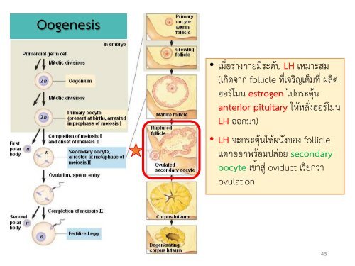 Reproductive system noon